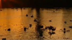 Nessun Dorma 今夜無人入眠