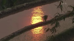 云南元陽梯田