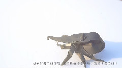 飛吧!獨角仙