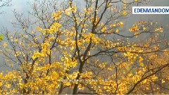 The Autumn Leaves
