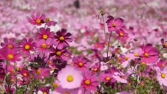 東京昭和紀念公園的波斯菊