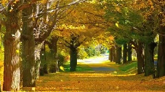 昭和記念公園銀杏落葉