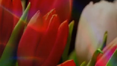 La Fee des Fleurs