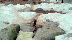 南極的白色和藍色狂想曲