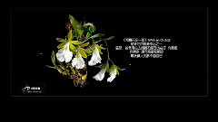 和蘭花在一起 (With An Orchid.)