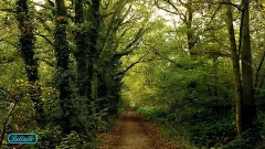 Vladimir Cosma - Les Comperes