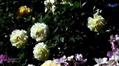Fleur d'Amour