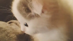 安宰賢Ins視頻