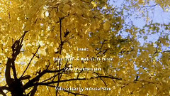 A Walk In The Forest