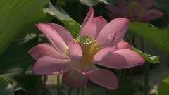 臺灣臺南縣白河