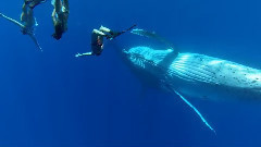 環游世界:驚險刺激的夢幻之旅
