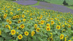 欣賞富良野 & 美瑛花田美景