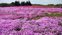 欣賞富士山下彩色花田之美
