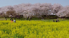 油菜花田和櫻花盛開景象如此迷人