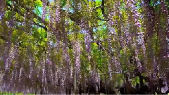 阿凡達里的靈魂樹 - 紫藤