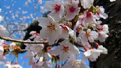 富士山下櫻花盛開