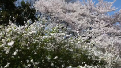 新宿御苑櫻花盛開