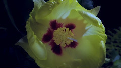 生命的傳奇-綻放美麗