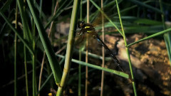 生命的傳奇-生存法則