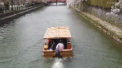 欣賞東京櫻花美景看和服美人