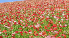 春暖花開(朧月)