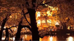 上野公園櫻花盛開