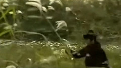 鴿子情緣