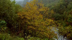 大自然風光之叢林深處