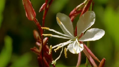 大自然風光之怒放的花朵