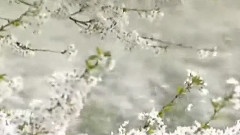 櫻飛雪舞 姬神