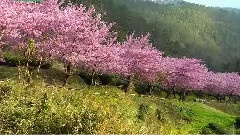 發現美麗臺灣之春