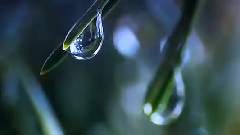 植物的生長過程