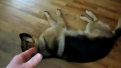 搞笑動物裝死演技大比拼