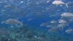 馬爾代夫美麗的海底世界