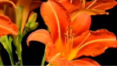 Fleur De Lys