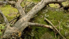 黑龍江