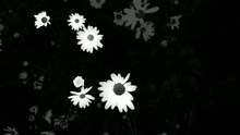 野菊花 - 野菊花樂隊新專輯預告