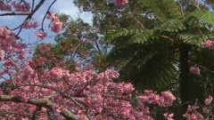 櫻花之春