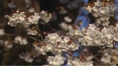 櫻花與琵琶湖