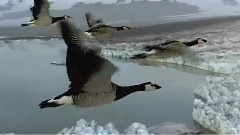 舞鳥