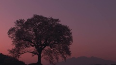 侗鄉之夜