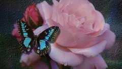 La Rose Magnifique