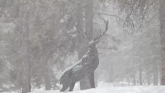 風景 - A Peaceful Snow