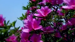 金湖多彩的校園