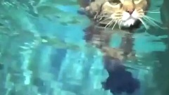 二貨喵星人大集錦