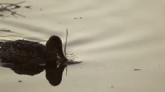 美國新墨西哥州索克羅市鳥湖的候鳥