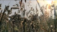 Vapnet - Tar Tillbaka Det