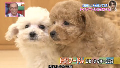 志村動物園 山田涼介Cut