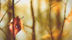 Autumn Leaves
