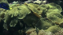 臺灣屏東縣